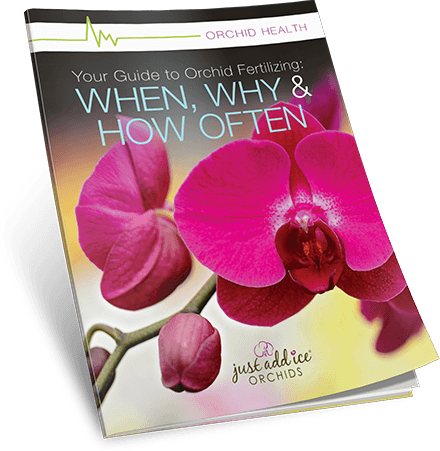 Your Guide to Orchid Fetilizing Just Add Ice Orchids®